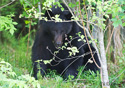 Ursus americanus